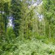 Parco regionale dei Castelli Romani – Urwald