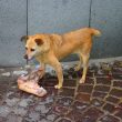 Hund beim fressen in Castellammare di Stabia